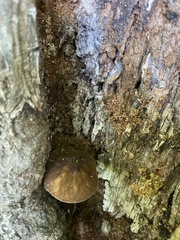 Fungi