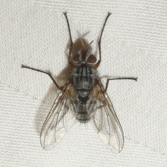 Cryptomeigenia