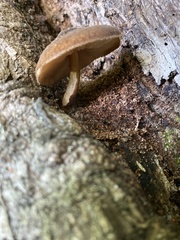 Fungi