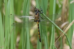Leucorrhinia borealis