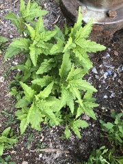 Dysphania ambrosioides