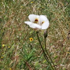 Calochortus venustus