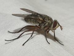 Cryptomeigenia