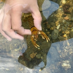 Cambarus conasaugaensis