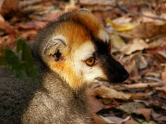 Eulemur rufifrons