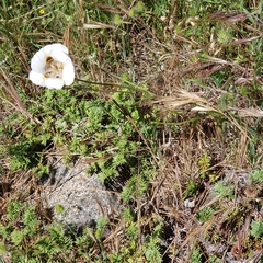 Calochortus venustus
