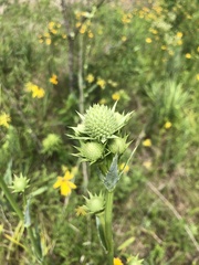 Rattlesnake Master (Eryngium yuccifolium)