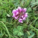 Trifolium burchellianum johnstonii - Photo (c) M. A. Naturalist, some rights reserved (CC BY-NC), uploaded by M. A. Naturalist