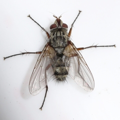 Cryptomeigenia
