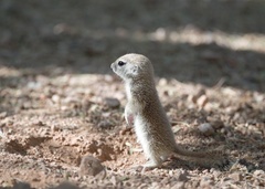 Xerospermophilus