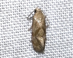 Platphalonidia felix