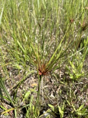 Rhynchospora macrostachya