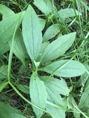 Rudbeckia terranigrae