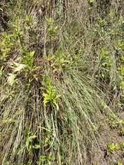 Andropogon bicornis