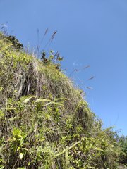 Andropogon bicornis