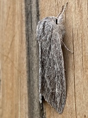 Acronicta lanceolaria