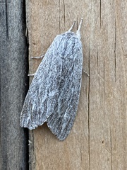 Acronicta lanceolaria