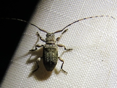 Sternidius mimeticus