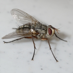 Cryptomeigenia
