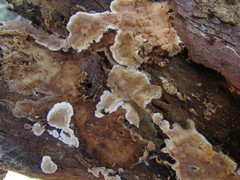 Dacryobolus karstenii