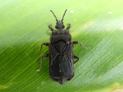 Brachyrhynchus membranaceus