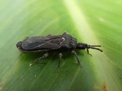 Brachyrhynchus membranaceus