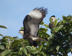 Caracara plancus