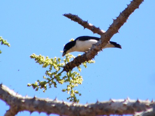 Leptopterus chabert