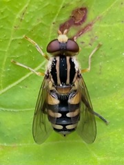 Parhelophilus flavifacies