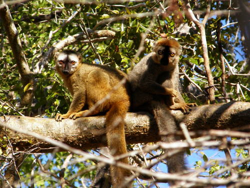 Red-fronted Brown Lemur