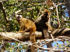 Eulemur rufifrons
