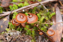 Cortinarius mastoideus