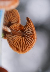 Cortinarius mastoideus