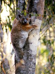Lepilemur ruficaudatus