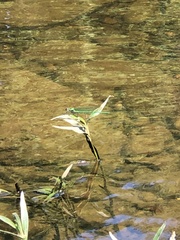 Calopteryx angustipennis