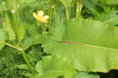 Rumex aquaticus
