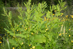 Rumex aquaticus