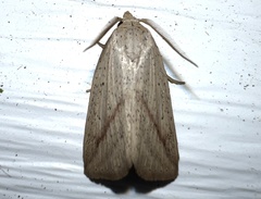 Amolita obliqua
