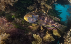 Heteroscarus acroptilus