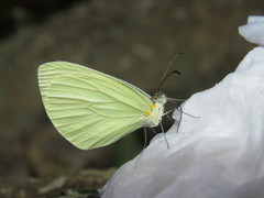 Pseudopieris nehemia