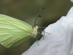 Pseudopieris nehemia
