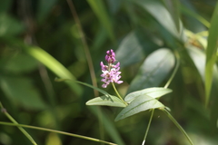 Orbexilum pedunculatum