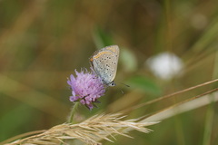 Lycaena hippothoe