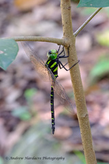 Polycanthagyna erythromelas