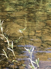 Calopteryx angustipennis