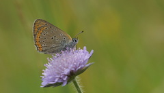 Lycaena hippothoe