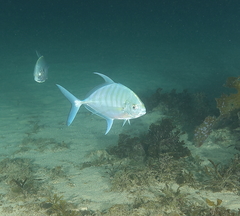 Ferdauia ferdau
