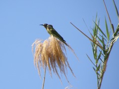 Merops superciliosus