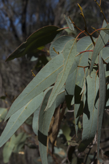 Eucalyptus wandoo