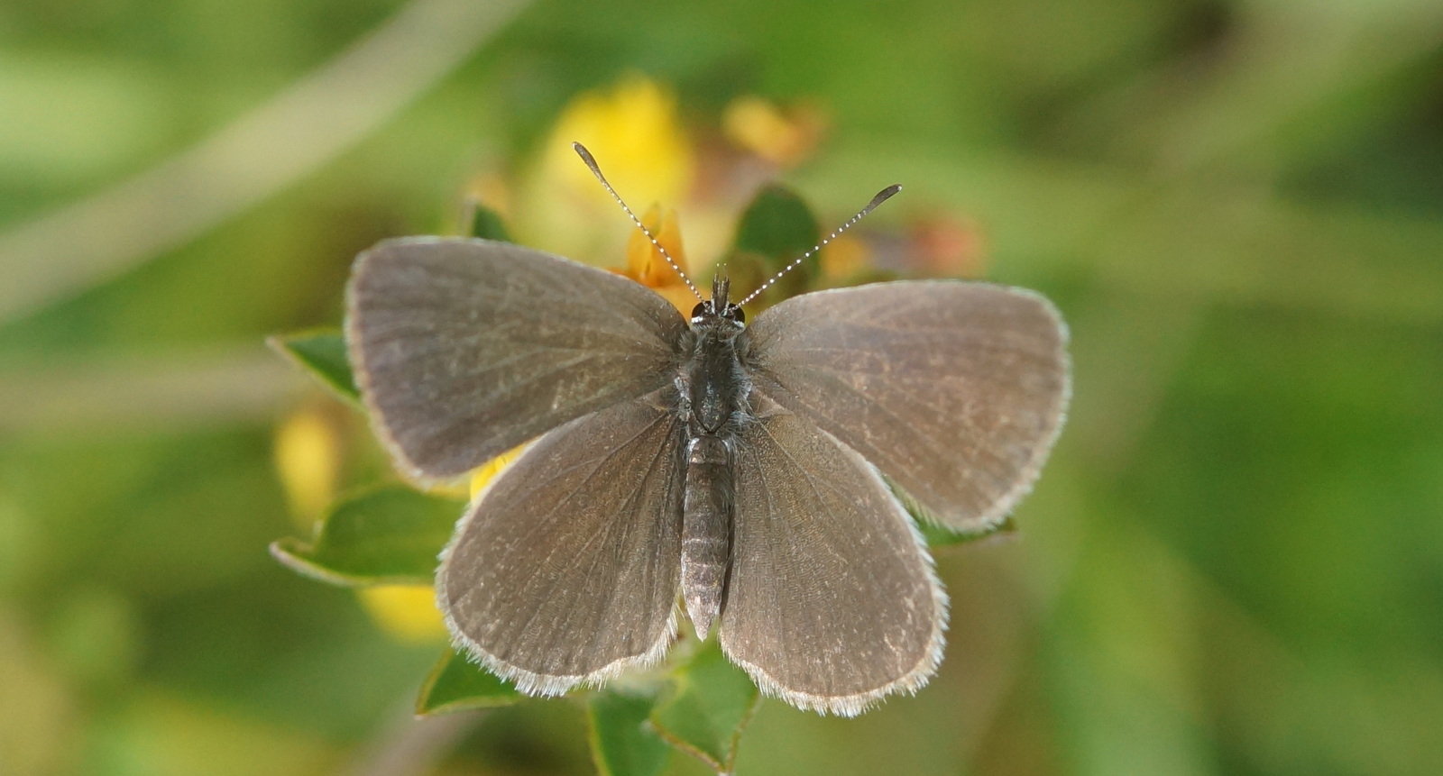 Small Blue (Cupido minimus) · iNaturalist